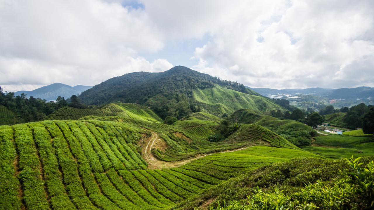 Хостел Orchid Haven Камерон-Хайлендс Экстерьер фото
