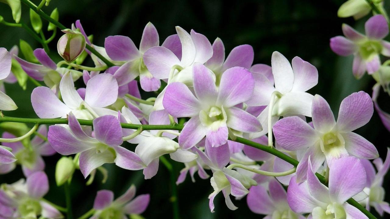 Хостел Orchid Haven Камерон-Хайлендс Экстерьер фото