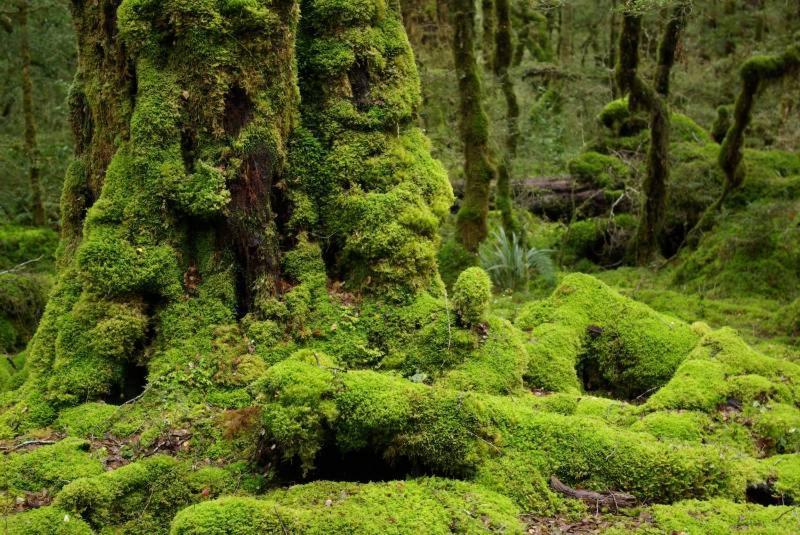 Хостел Orchid Haven Камерон-Хайлендс Экстерьер фото